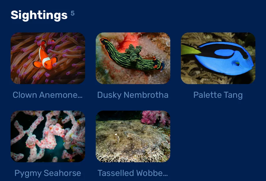 Sightings on the dive: clown anemonefish, dusky nembrotha, palette tang, pygmy seahorse, tasselled wobbegong